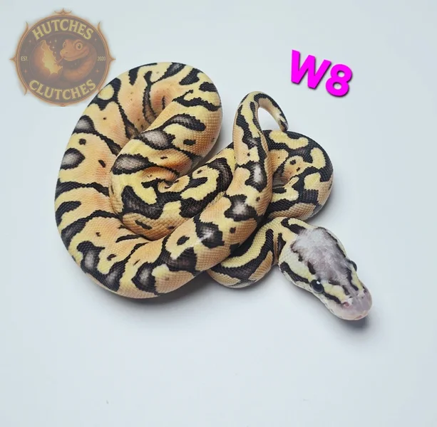 Puzzle - Super Pastel (Poss Fluff/Wierdo) ♀
