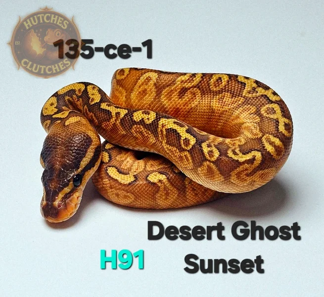 Sunset - Desert Ghost ♂