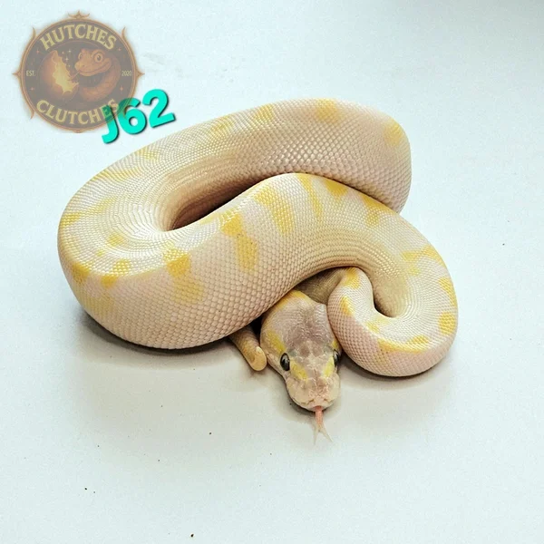 Champagne - Enchi - Mojave - Hypo ♂