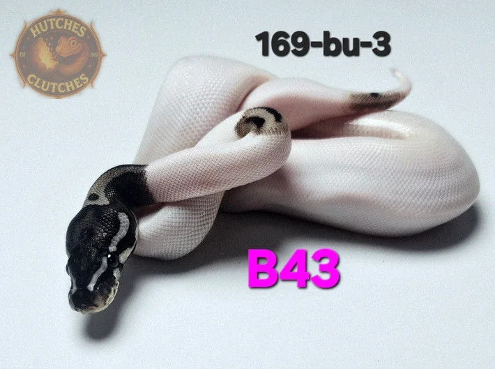 VPI Axanthic - PIed ♀