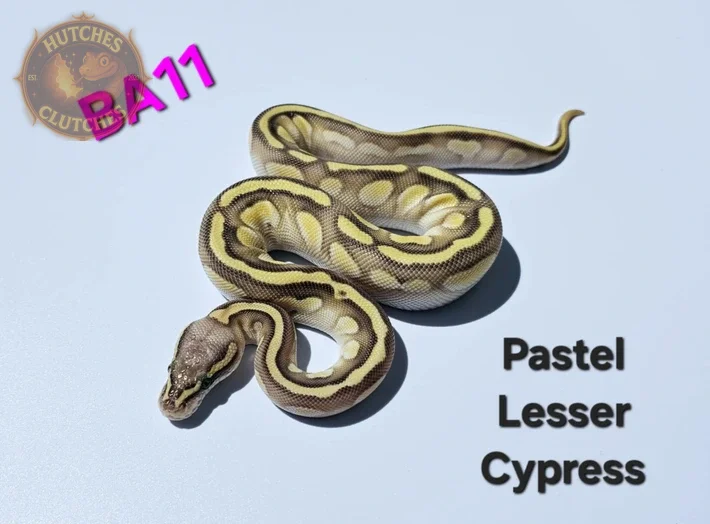 Pastel - Lesser - Cypress ♀