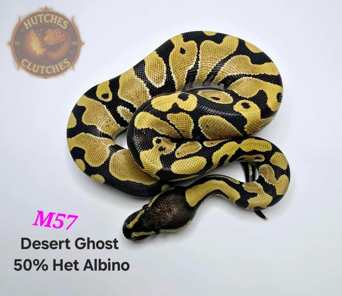 Desert Ghost - 50% Het Albino ♀