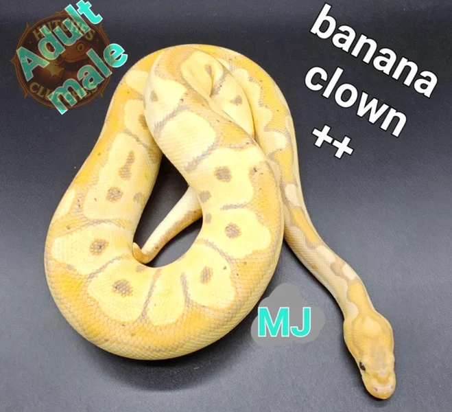 Banana - Clown - Dinker ♂