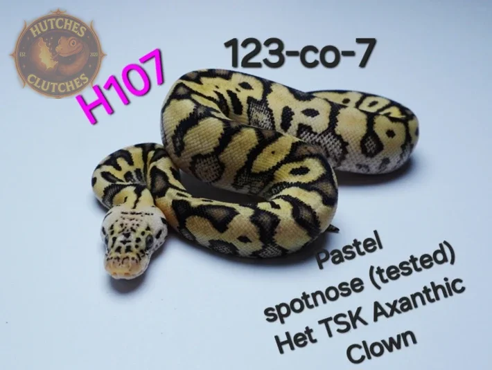 Clown - Spotnose - Pastel - Het TSK Axanthic ♀