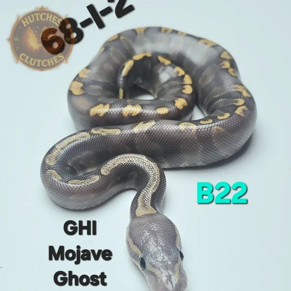 GHI - Mojave - Hypo ♂