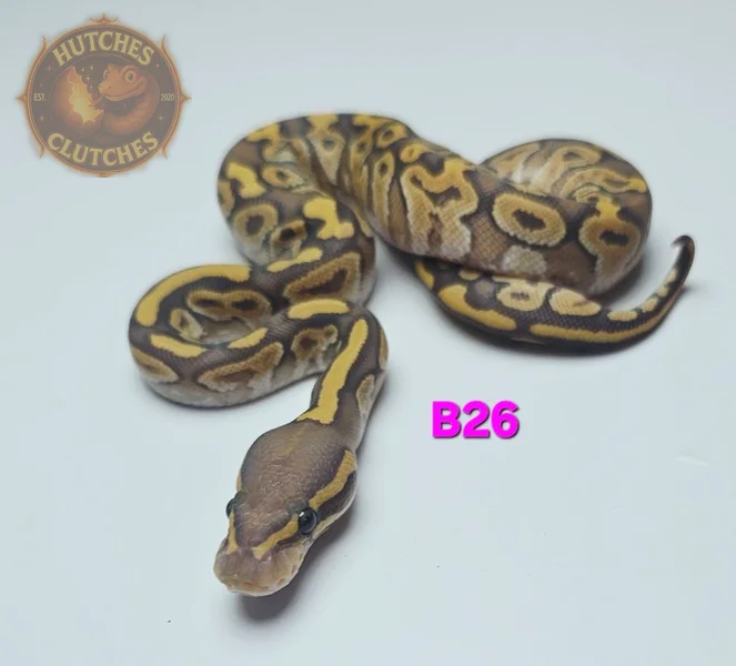 Mojave - Hypo ♀