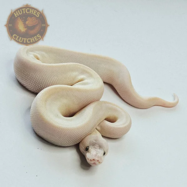 BEL (Lesser - Mojave) - Hypo ♀