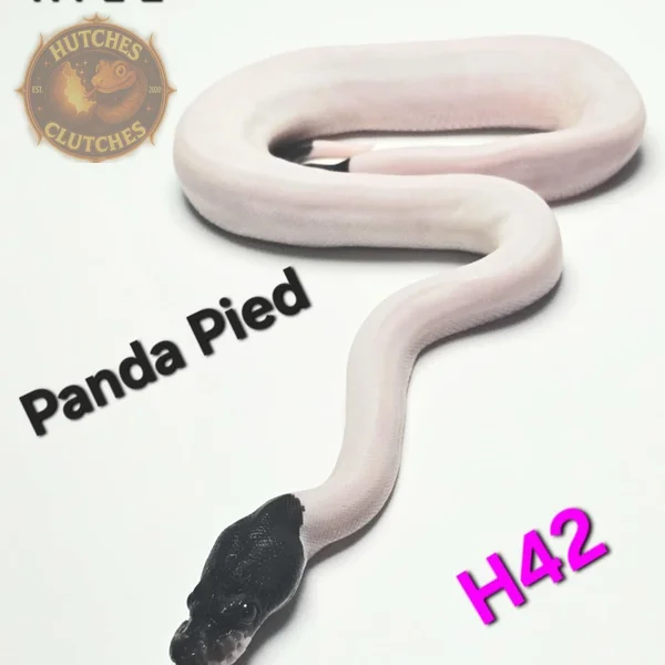 Super Black Pastel - Pied (Panda) ♀