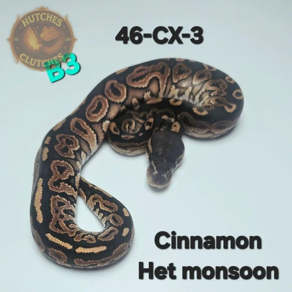 Cinnamon - Het Monsoon ♂