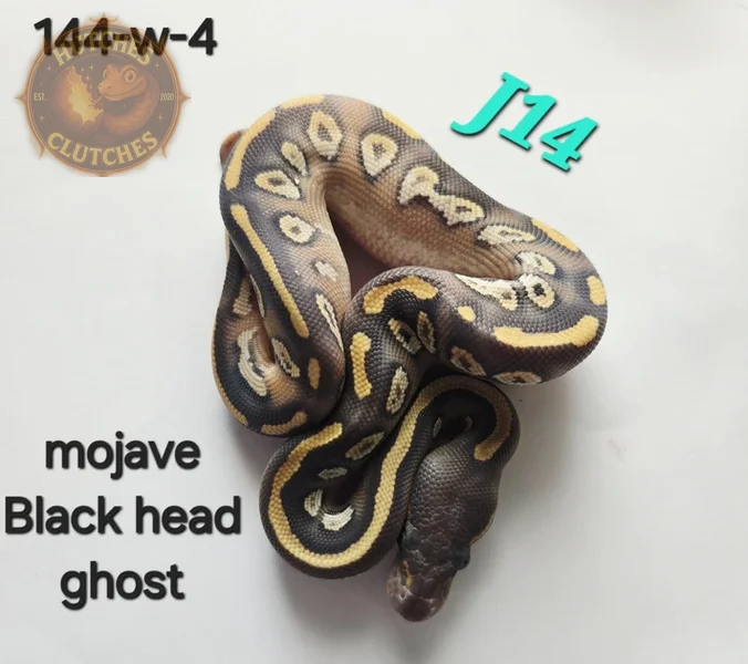 Black head - Mojave - Ghost ♂