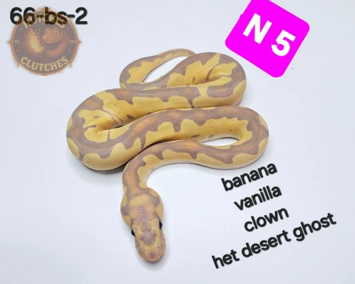 Banana - Vanilla - Clown - Het Desert Ghost ♀