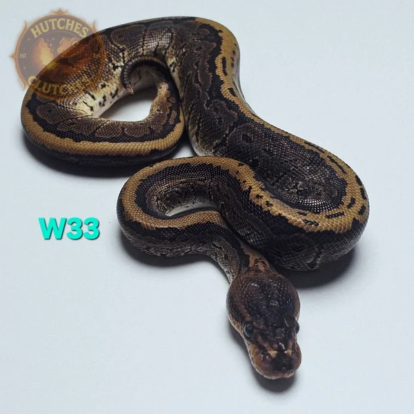 Mahogany - Pinstripe - Het Pied ♂
