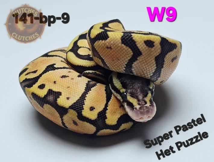 Super Pastel - Het Puzzle (Poss Fluff/Wierdo) ♀