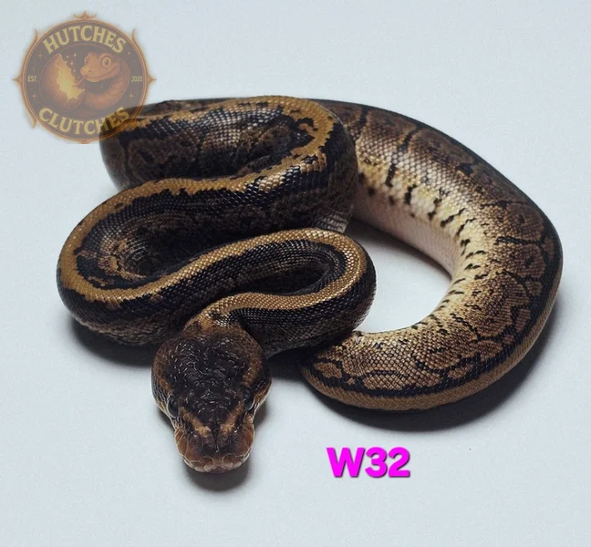 Mahogany - Pinstripe - Het Pied ♀