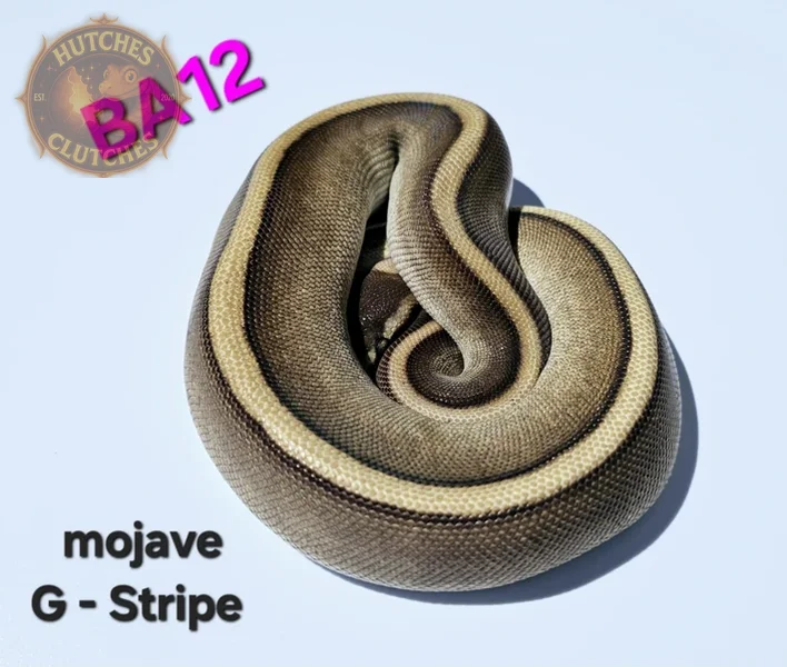 Mojave - Genetic Stripe ♀