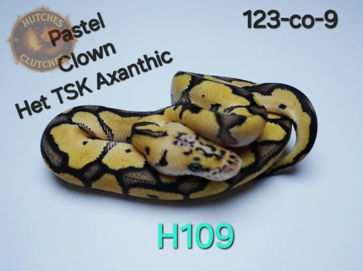 Pastel - Clown - Het TSK Axanthic ♂