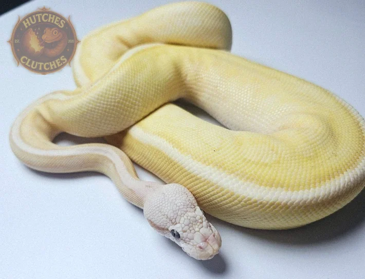 Banana - Pastel - Super Stripe ♂