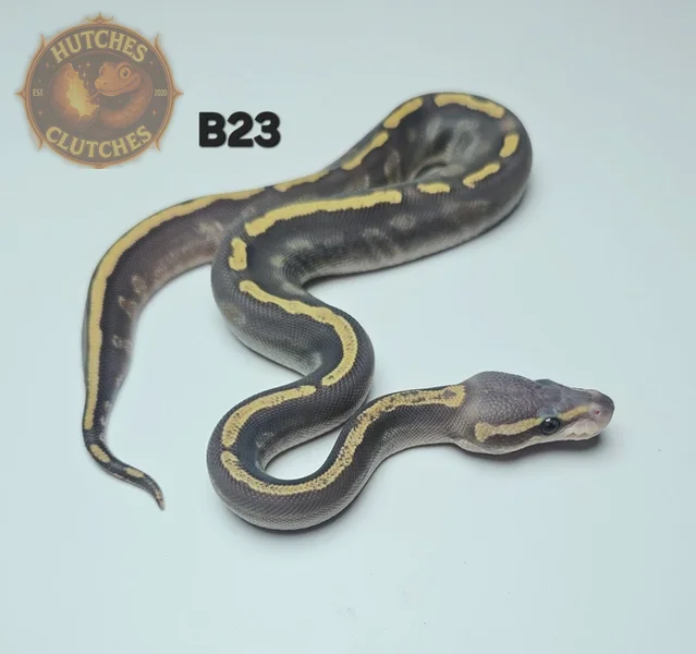 GHI - Mojave - Hypo ♀