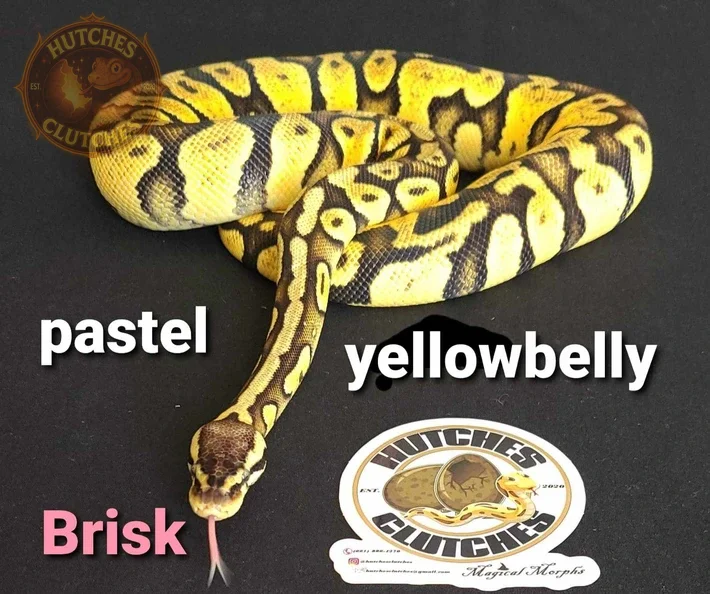 Pastel - Yellow Belly ♀