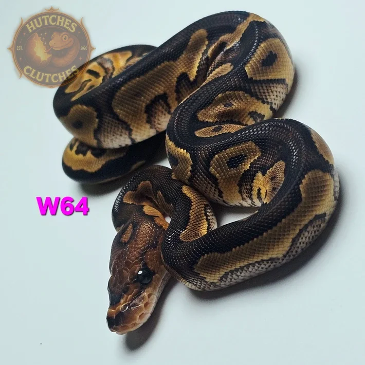 Wookie - Clown ♀ | Ball Pythons | ReptileAds