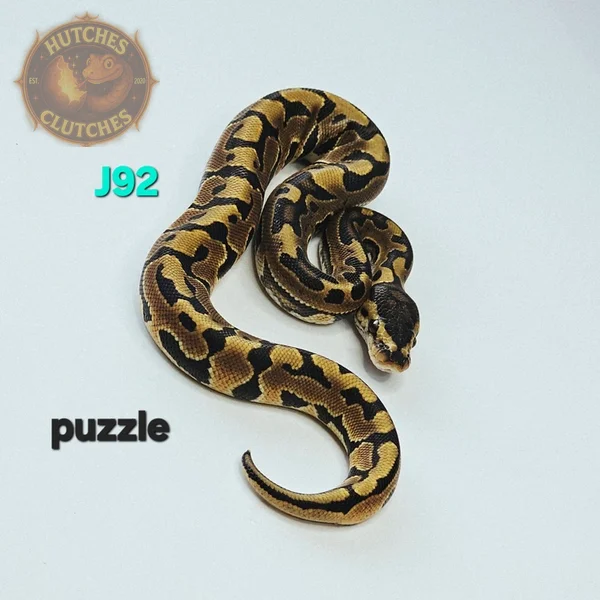 Puzzle ♂