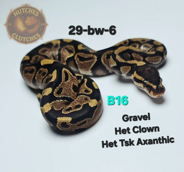 Gravel - Het Clown - Het TSK Axanthic ♂