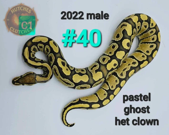Pastel - Ghost - Het Clown ♂ 