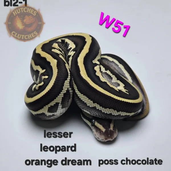 Lesser - Leopard - Orange Dream - Chocolate ♀