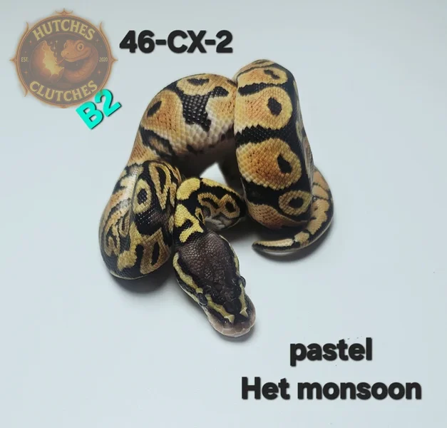 Pastel - Het Monsoon ♂