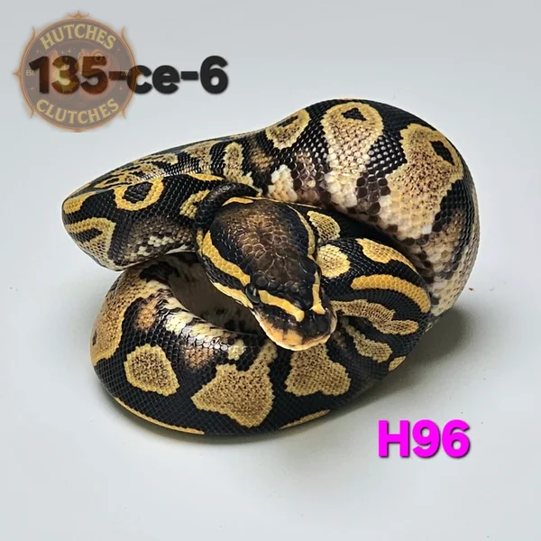Desert Ghost - Het Sunset ♀