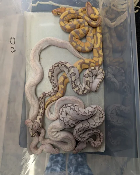 Ball pythons Available 