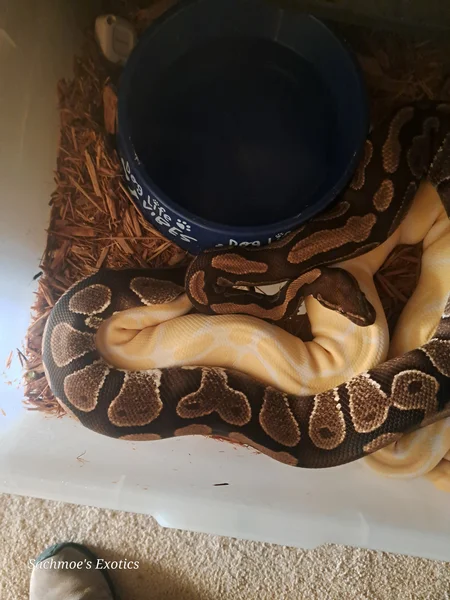 Mahogany het Albino