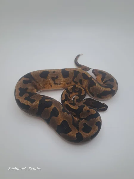 0.1 Pied
