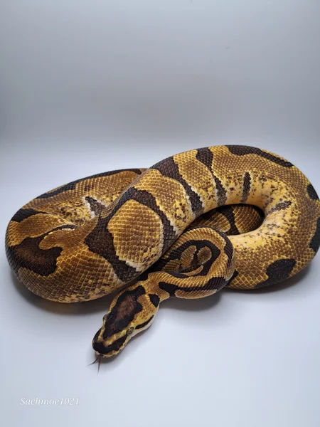 Super Enchi het Clown