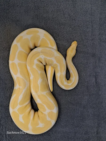 0.1 Albino Pos Het Pied