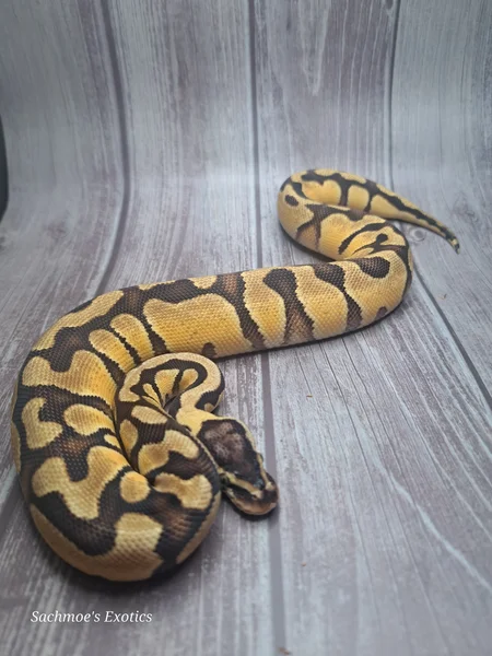 Pastel Enchi het Clown