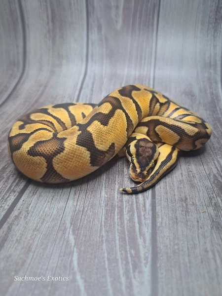 Pastel Enchi het Clown