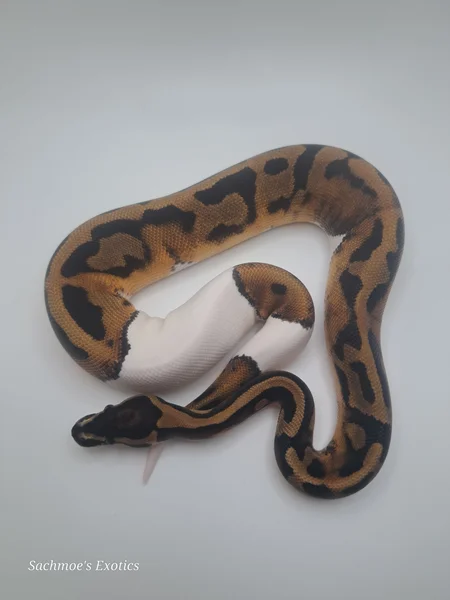 0.1 Pied