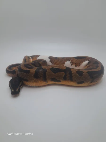 0.1 Pied