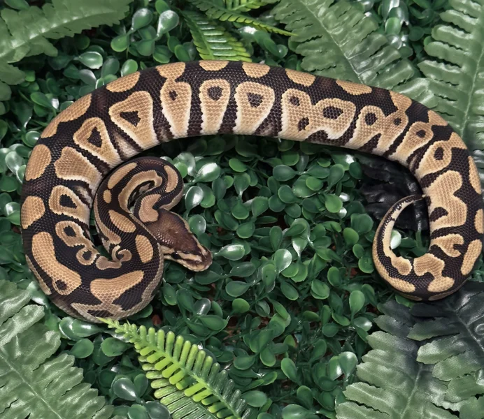 Crypton Het Genetic Stripe 
