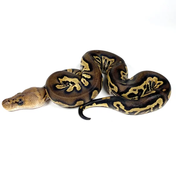 Black Head Chocolate YB Clown Het Hypo