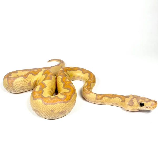 Banana Vanilla Cypress Enchi Clown - Male Maker