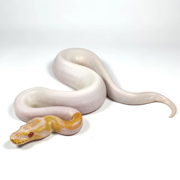 Candino Pied