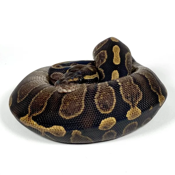GHI Mahogany het Pied