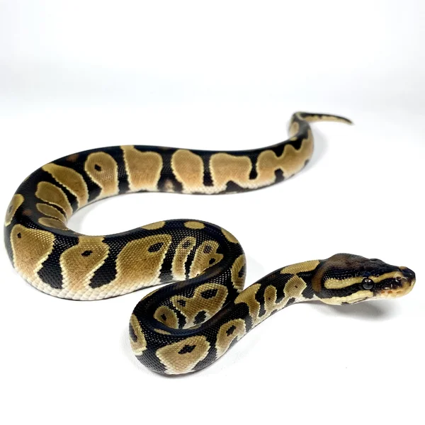 OD Het Hypo 50% DH Albino Pied