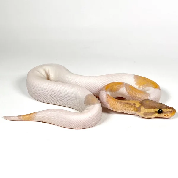 Pastel YB Banana Pied