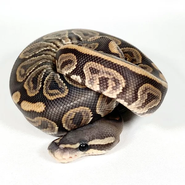 GHI BP Fire Hypo