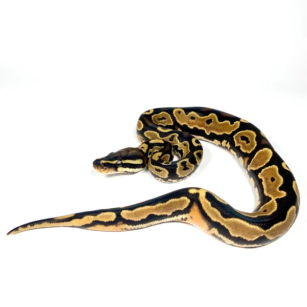 HRA OD YB Het hypo 50% DH Albino Pied
