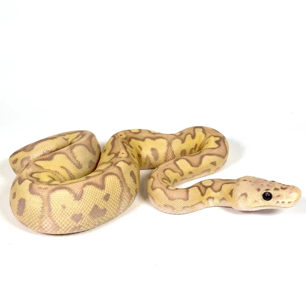 Banana Vanilla Cypress Enchi Pastel Clown Het Hypo