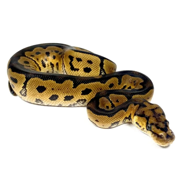 Clown DH VPI Axanthic Pied